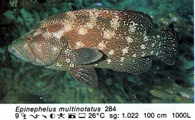 Epinephelus multinotatus